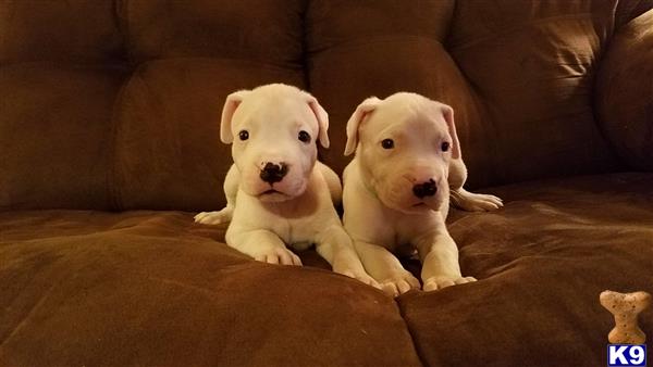 Debonairdogos Picture 1